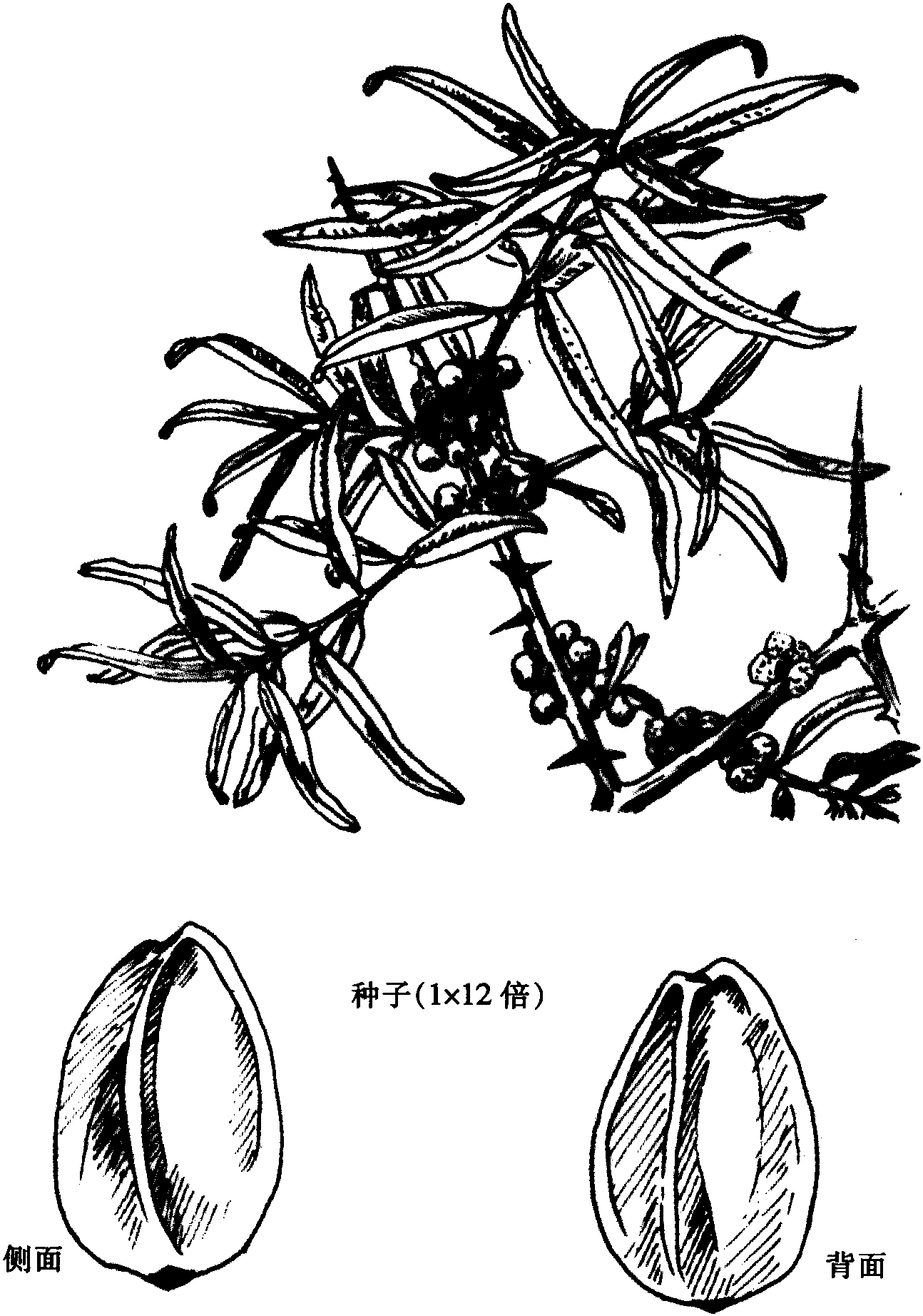 沙棘